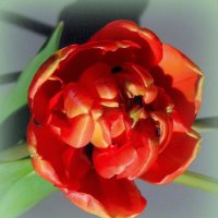 Пионовый тюльпан :: Ирья Раски