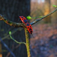 Солдатики :: Денис Гладких