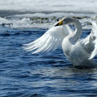 Глядь, по верх текучих вод лебедь белая плывет... :: Maria Tulupova 