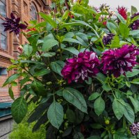 Городские цветы 2 :: Виктор Киселев