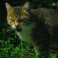кошка :: Татьяна Королёва
