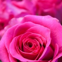 Розовые розы :: Елизавета Егорова