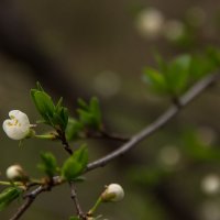blooming spring :: Катя Лысак