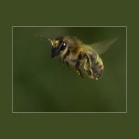 Пчела в полете :: Weles 