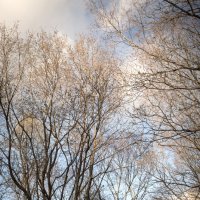 Весенние деревья :: Георгий Пичугин