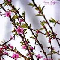 цветы персика :: Inna Safina 