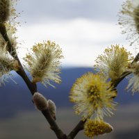 Пушистая весна ) :: Альбина 