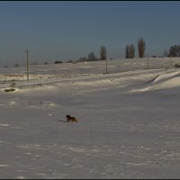 Дорога в снегах :: Тарас Грушивский