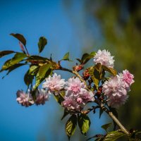 Цветет сакура. :: Nonna 