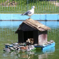 Черепаховый домик со смотрящим :: Александр Скамо