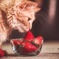 Bella & strawberry :: Anna Krokhmal 