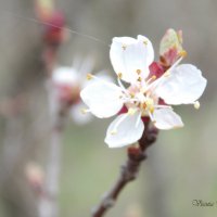 Цветок карликовой вишни :: Виктория Стукалина