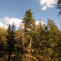 Лето в лесу :: Виктор Изотов