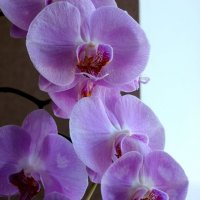 Орхидея :: Радмила 
