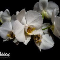 белые орхидеи на черном фоне :: Aleksandr Zabolotnyi