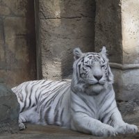 Белый тигр :: Виктория Трунова