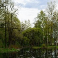 "Есть в графском парке старый пруд..." :: Виола Мясникова