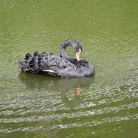 чёрный лебедь на пруду :: юрий 