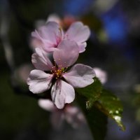 Цветок сакуры :: Vasiliy 