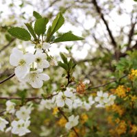 Цветет вишня (на фоне цветущей смородины) :: Svetlana Bikasheva