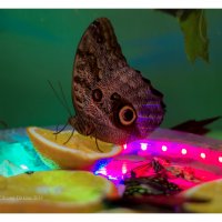 Живые тропические бабочки. :: Oksana Ditkina