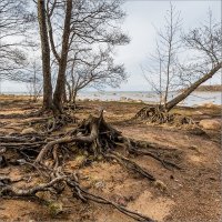 Графская бухта, Финский залив. :: Юрий 