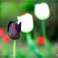 tulip14 :: yameug _