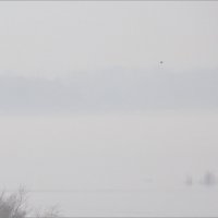 Туман на реке :: Арсений Корицкий