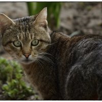 Апрельский кот :: Сергей 