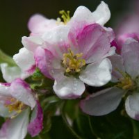 цветки яблони :: ILANA Gvozdievskaya