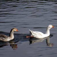 Один белый,другой серый... :: ПетровичЪ,Владимир Гультяев