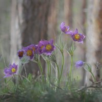 Подснежники :: Екатерина Молчанова 