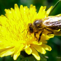 Пчела на одуванчике :: Виктория Стукалина