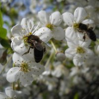 Пчелки -напарницы :: Arusia Davrisheva