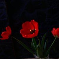 тюльпаны :: Татьяна Киселева