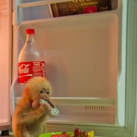 Обезьянка Коко в холодильнике :: Наталья Краснюк