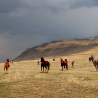 На вольном просторе. :: Наталья Юрова