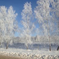 Березки на морозе :: Николай Варсеев