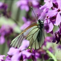 Бабочка на цветке :: Анна Окунева