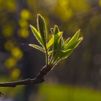 Зелёное утро... :: Дмитрий Гортинский