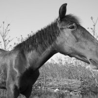 лошадь :: Бронская Виктория 