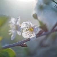Цветок вишни. :: Николай Галкин
