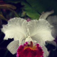 Орхидеи :: Геннадий Коробков