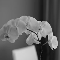Орхидея :: Tatiana Khoroshilova