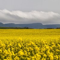 Море цветов :: Геннадий Валеев