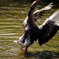 "Как с гуся вода."..(Завершение водной процедуры...) :: Владимир Бровко