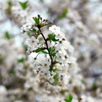 Самое незабываемое весеннее цветение вишни) :: Nadin Keara