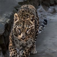 Леопард :: Nn semonov_nn