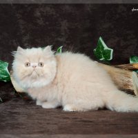Персидский котёнок :: Anna Dyatchina