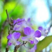 Орхидея с о.Пхукет :: Ксения Базарова